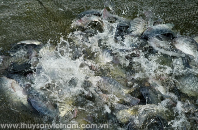 Xuất khẩu cá rô phi ước đạt 150 triệu USD vào năm 2020