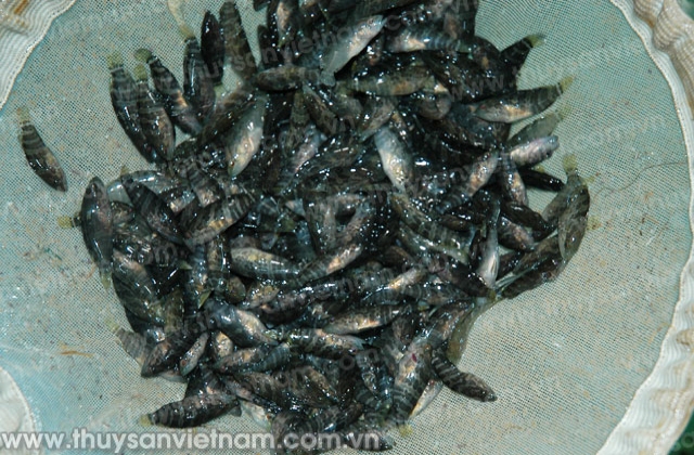 23 lô hàng thủy sản giống có mầm bệnh truyền nhiễm