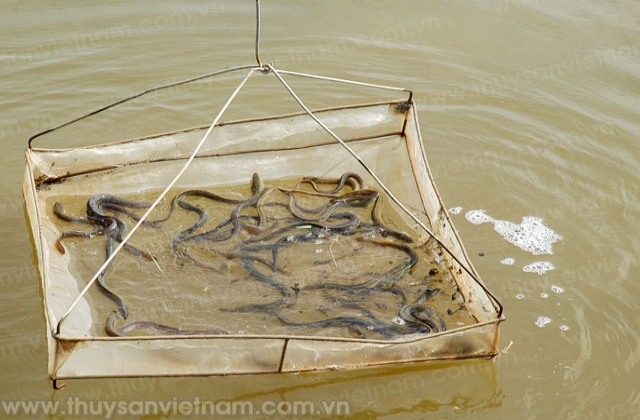 Phú Yên: Nhân rộng mô hình nuôi cá chình bông