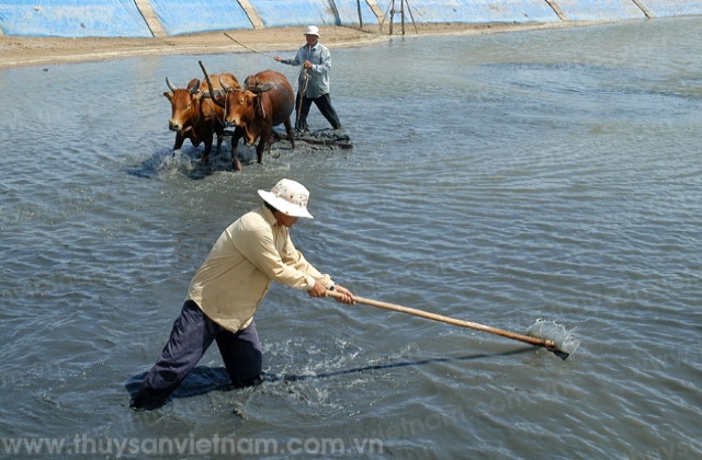 Đề xuất giải pháp gỡ khó cho nghề nuôi tôm