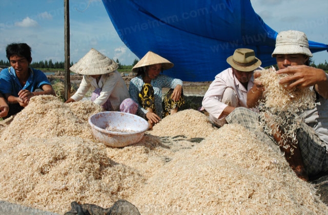 Bạc Liêu: Ruốc biển xuất hiện nhiều