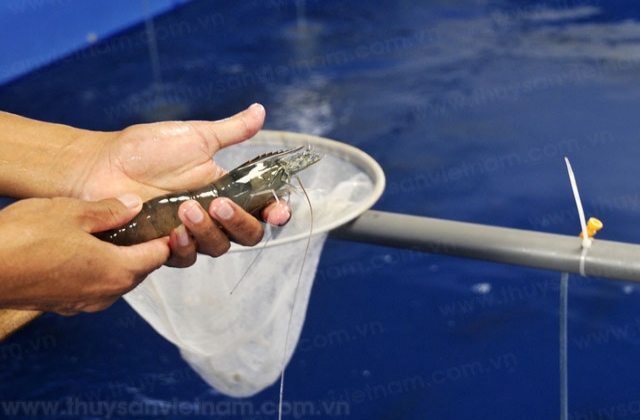 Cà Mau: Đề án “Nâng cao chất lượng tôm giống” sắp hoàn thành