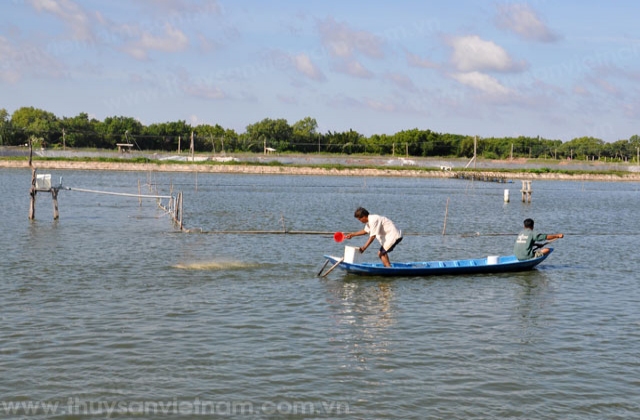 Trà Vinh: Thêm 100 ha tôm nuôi bị thiệt hại