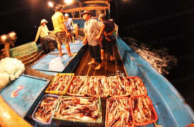 Cà Mau: Ngư dân trúng đậm mùa mực