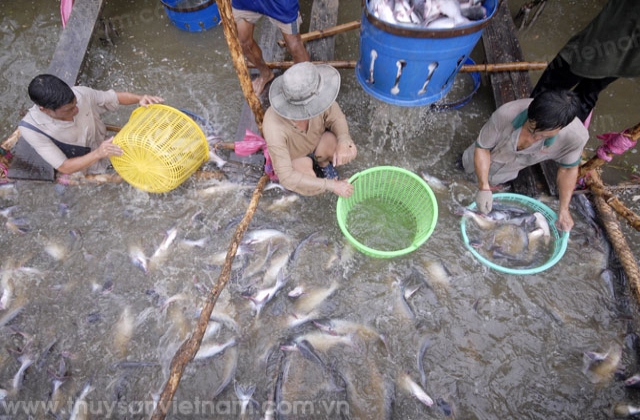 An Giang: Quy hoạch phát triển thủy sản đến năm 2020