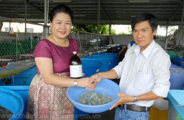 Cần Thơ: Thử nghiệm thành công nuôi tôm thẻ bằng thảo dược