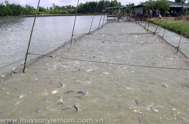 Đồng Tháp: Diện tích nuôi cá tra khoảng 2.000 ha vào năm 2020