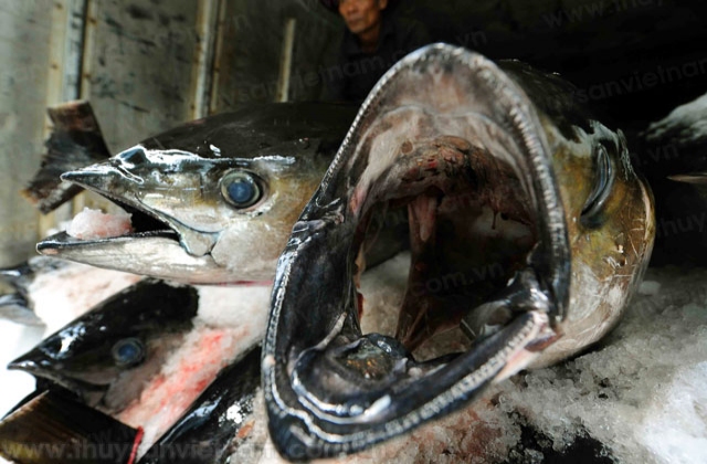 Ngư dân thất vọng vì giá cá ngừ giảm mạnh