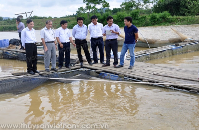 Phú Thọ: Nhiều triển vọng phát triển nuôi cá lồng