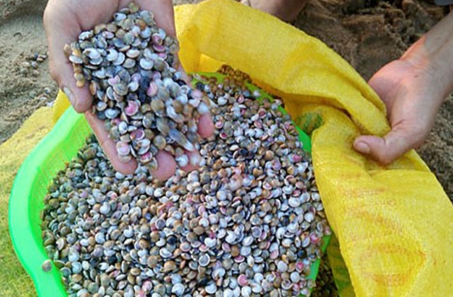 Quảng Nam: Tất bật khai thác ốc ruốc