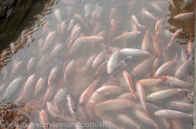 Phú Thọ: Nâng cao giá trị và hiệu quả nuôi cá lồng