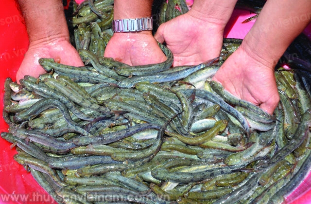 Sóc Trăng: Bền vững nuôi cá kèo tại Vĩnh Châu