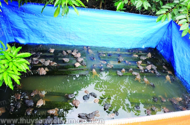 Nuôi và phòng bệnh cho ếch