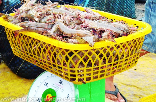 Kiên Giang: Ưu tiên giảm thiệt hại cho người nuôi