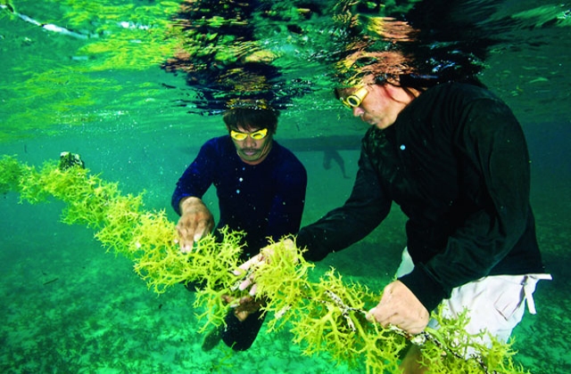 Trồng rong biển ở Caluya