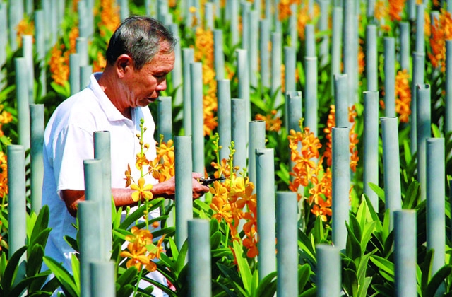 TP Hồ Chí Minh: Củ Chi đạt tiêu chuẩn huyện Nông thôn mới