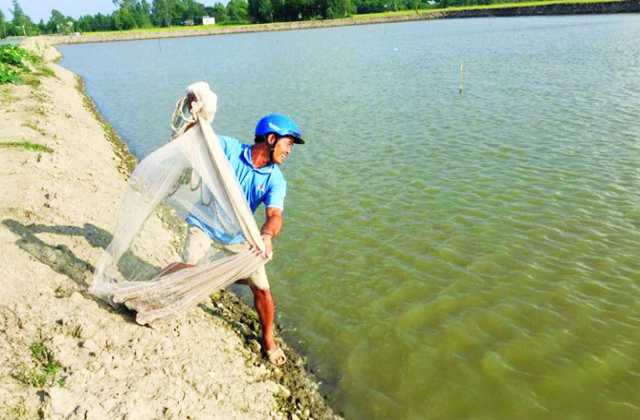 Hợp tác xã Nhị Mỹ nuôi tôm hiệu quả cao