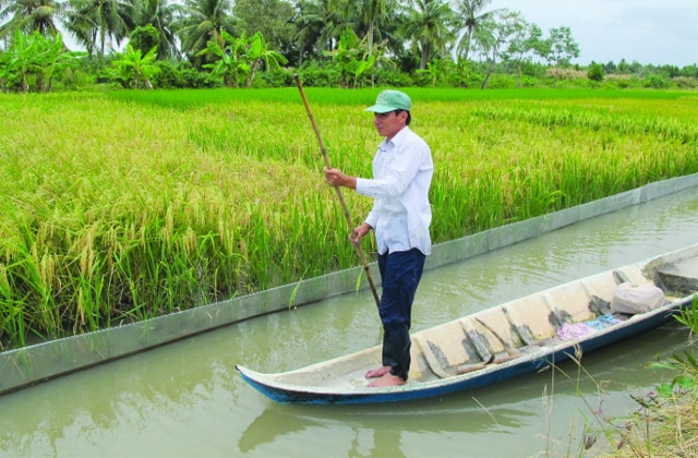Tâm huyết với vùng tôm - lúa