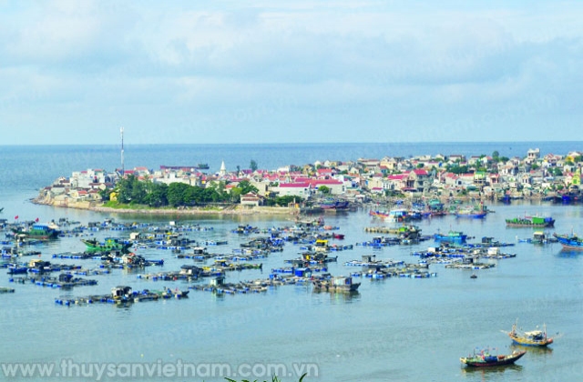 Thanh Hóa: Bền vững nghề nuôi cá đặc sản lồng bè!