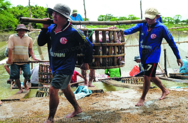 Ngành cá tra vẫn nhiều khó khăn