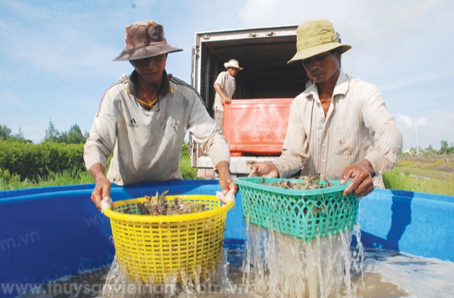 Thu hoạch và bảo quản tôm đúng cách