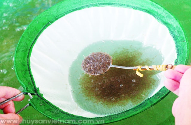 Trà Vinh với công tác phát triển tôm giống