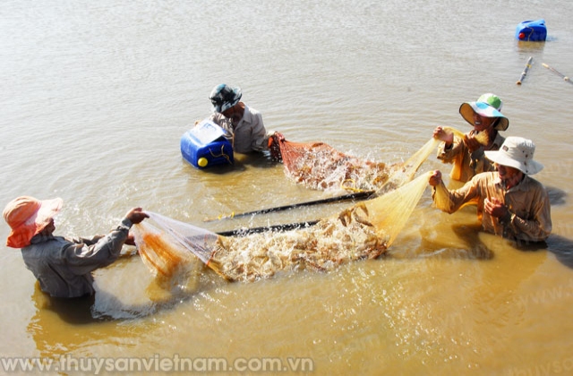 Vì sao chi phí nuôi tôm ở Việt Nam cao?