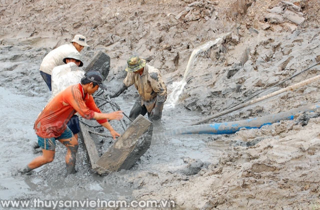 Nuôi tôm công nghiệp ngoài quy hoạch: Cái kết đắng của sự “vượt rào”