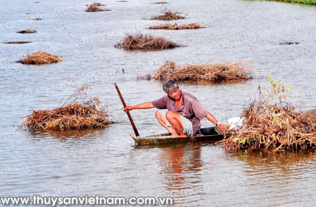 Hiệu quả nuôi trùn chỉ trong vuông tôm quảng canh